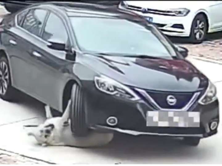 Un auto le pasó por encima a un perro que no sufrió ni un rasguño gracias a su obesidad