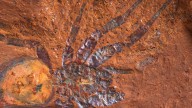Strange Red Rocks in Australia Are Preserving Fossils in Stunning Detail