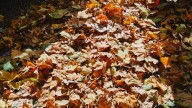 Should you 'leave the leaves' in your yard this fall?