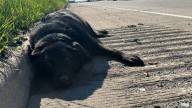 Missouri Pittie Stays Beside Her Wounded Sister On Busy Highway Until Help Arrives