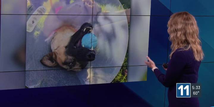 WATCH: Roam’s handler gives update as Colorado Springs K9 returns home