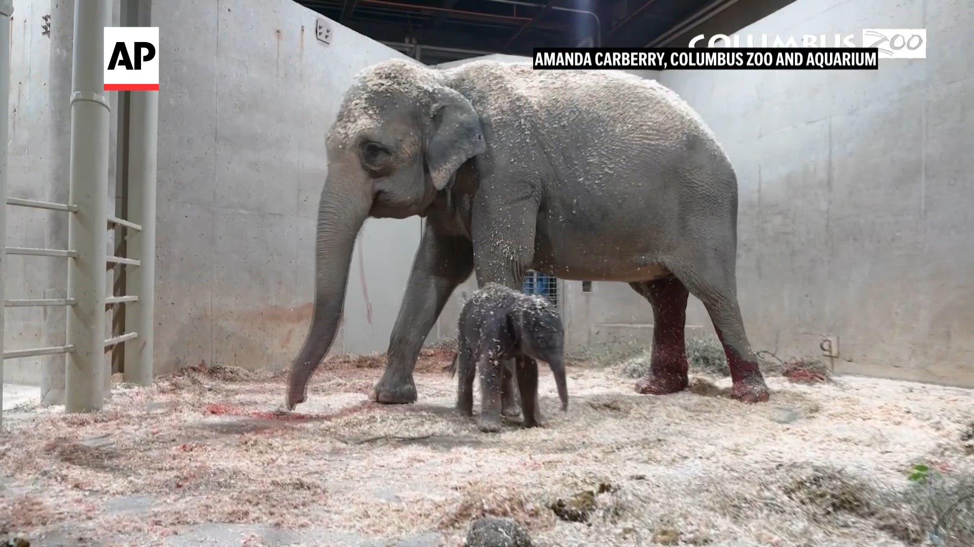 Columbus Zoo welcomes second Asian elephant calf this year