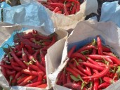 Son referentes de la comida coreana en Buenos Aires y ahora producen su propio ají molido premium en Salta