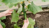 Why Your Cucumbers Have Brown Spots (& How To Fix Them With One Simple Solution)