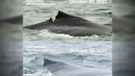 Humpback calf ‘Skipper’ believed to have been struck by Hullo ferry