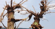 How To Control for Alfalfa Weevil and Rootworm With Developed Resistance