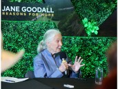 Jane Goodall, celebrated primatologist, had strong Sudbury connections