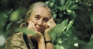Museum of the Rockies to open immersive multimedia exhibit on the legacy of Jane Goodall