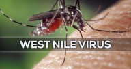 Is the West Nile virus here in Hamilton County? A new UTC study says yes