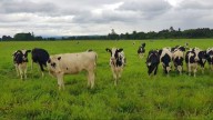 Robo millonario de 43 vaquillonas sacudió a productores de Entre Ríos