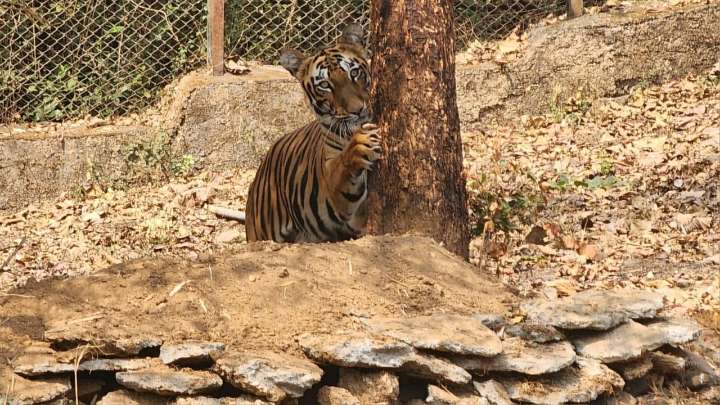 Tigress Srivalli gives birth to five cubs in Sanjay Gandhi National Park
