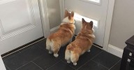 40 Times People Captured Their Corgis Being Funny And Adorable