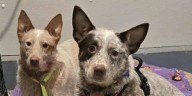 2 suspects arrested in Juneau Co. after hundreds of animals rescued from home