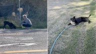 California Vet Stops For A Frightened Puppy On The Street And What Happens Next Brings Everyone To Tears