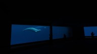 Ottawa, Ontario urge each other to help Marineland’s belugas amid euthanasia threat