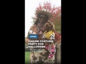 Canine costume party for Halloween