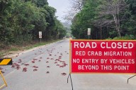 People use garden tools to protect millions of migrating red crabs on Christmas Island