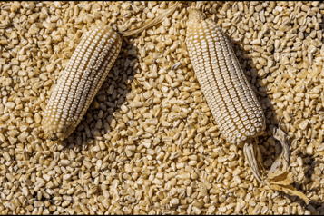 Llama gobierno al diálogo a agricultores en medio de bloqueos por precio del maíz