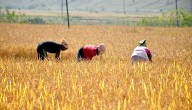 Bengal To Begin Paddy Procurement From Nov 1; Payments Directly To Farmers’ Accounts