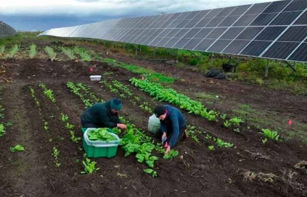 Esta granja solar en Alaska ofrece algo extra: comida gratis