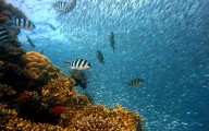 Los arrecifes de coral al borde del colapso por el calentamiento global, advierte informe mundial