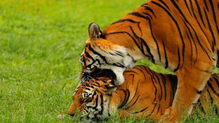 El zoológico mexicano que es refugio de 300 especies, 85% en peligro de extinción