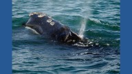 One of the world's rarest whales that makes the Atlantic its home grows in population