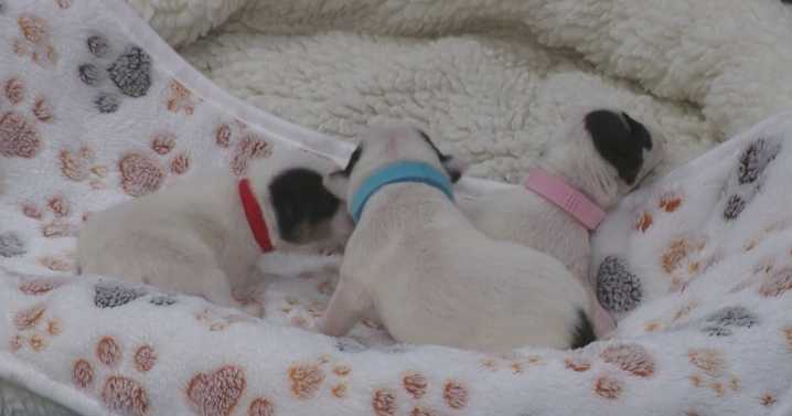 Box of newborn puppies rescued after abandoned along Harford County trail