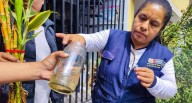 El ABC del dengue para frenar al mosquito Aedes aegypti