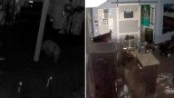 VIDEO: Dos osos irrumpen en un gimnasio y no precisamente para hacer ejercicio