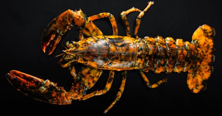 Super rare, Halloween-colored lobster named Jackie surfaces just in time for spooky season