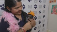 Houston Humane Society hosting Taylor Swift-themed cat adoption event