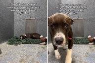 Tears as Dog Found Tied Up With Her Puppies Left in Shelter for 220 Days   