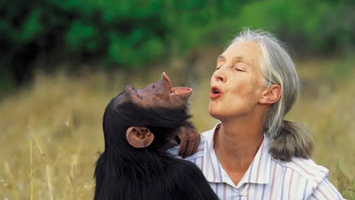 Murió Jane Goodall, la científica que dedicó su vida a estudiar a los chimpancés