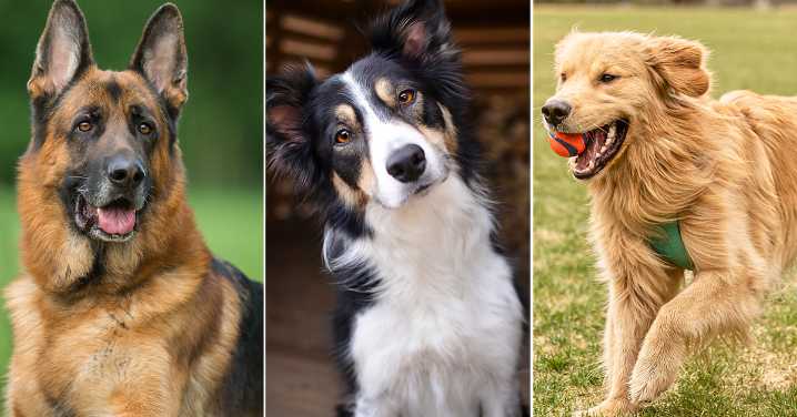 The 18 most intelligent dog breeds