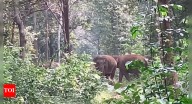 ‘Jao babu jungle mai jao’: Gentle voices lead elephant herd back to forest; Chhattisgarh’s hathi mitra dal wins hearts