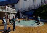 Eibar estudia implantar una tasa municipal por la tenencia de perros y animales de compañía