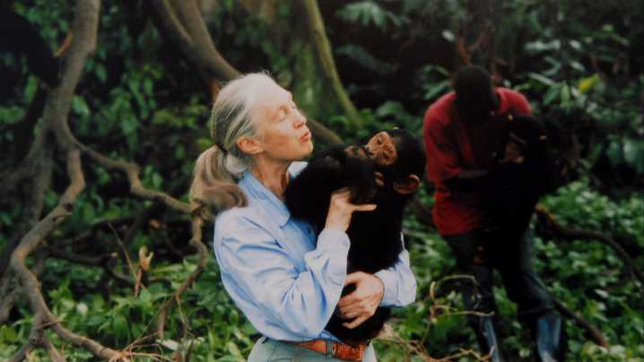 Adiós a Jane Goodall, la legendaria primatóloga que nos enseñó a mirar a los chimpancés como a nosotros mismos