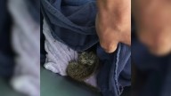 California Dog Surprises Owner By Carrying A Tiny Forest Animal Into Her Yard