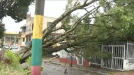 Video | Emergencia en Ibagué por tormenta eléctrica dejó árboles caídos e inundaciones