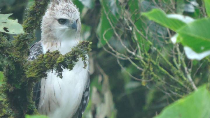 Cuatro águilas crestadas fueron avistadas en Medellín: un hecho histórico para la conservación en Colombia
