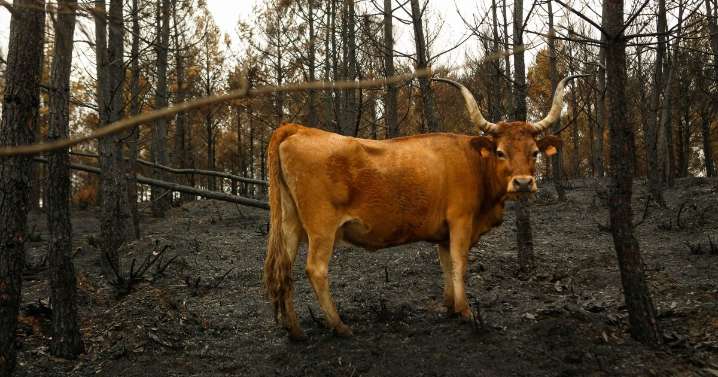 Los ganaderos reivindican su papel clave para la conservación del medio rural