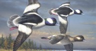 Minnesota artist Jim Hautman wins federal duck stamp competition for seventh time