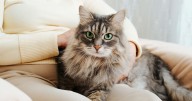 'I'm a vet and the way people are getting new cats is a really worrying trend'