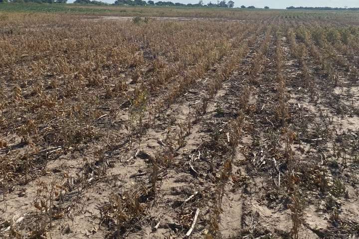 Campaña 2025/26. La Niña vuelve al radar y cambia el mapa de lluvias para los cultivos
