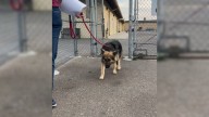 California Shelter Staff Watch Abused Dog Tremble In Silence, Then Witness A Miraculous Change