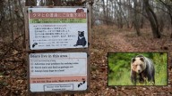 Tragedia en Japón: un oso mató a un hombre de 70 años mientras recolectaba hongos en un bosque