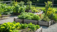 The Vegetable You Can Plant In October For A Delicious Winter Harvest