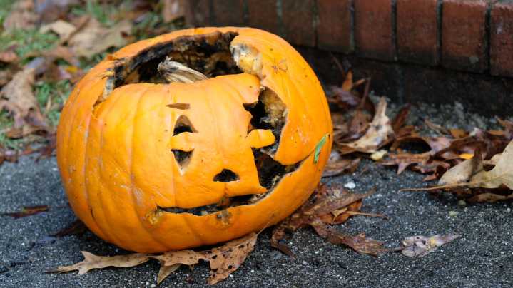 Don't Throw Out Rotting Pumpkins, Add Them To Compost & Improve Your Soil's Quality