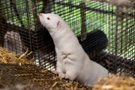 2,000 mink released from Iowa farm in what trade group calls ‘terrorist act’